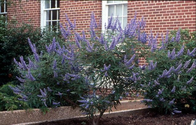 زنان - پنج انگشت